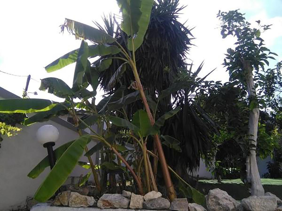 Aragorn Paradise Garden โมไรตีกา ภายนอก รูปภาพ